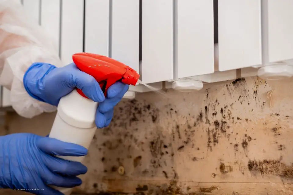 Mitarbeiter bei der Schimmelsanierung